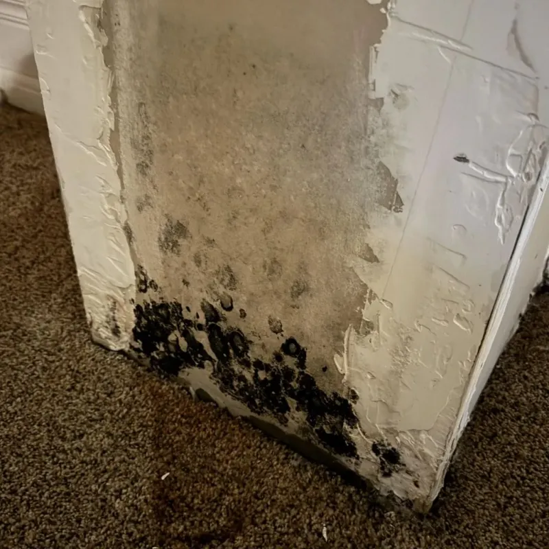 Professional Mold Removal in Mio, MI